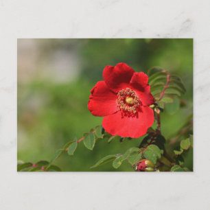 Red Delight Postcard