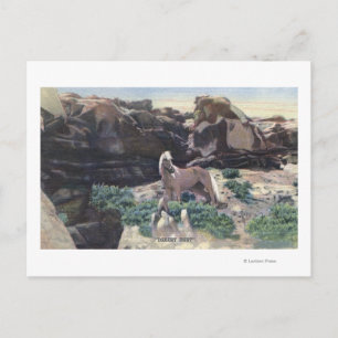 Red Desert, WY - Wild Palomino Stallion captured Postcard