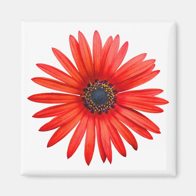 Red Devil Magnet (Front)