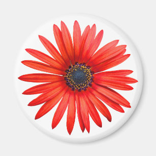 Red Devil Magnet