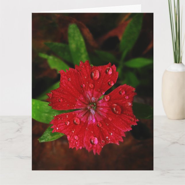 Red Dianthus Avec Raindrops Big Carte de remerciem (Devant)