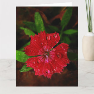 Red Dianthus With Raindrops Big Thank You Card