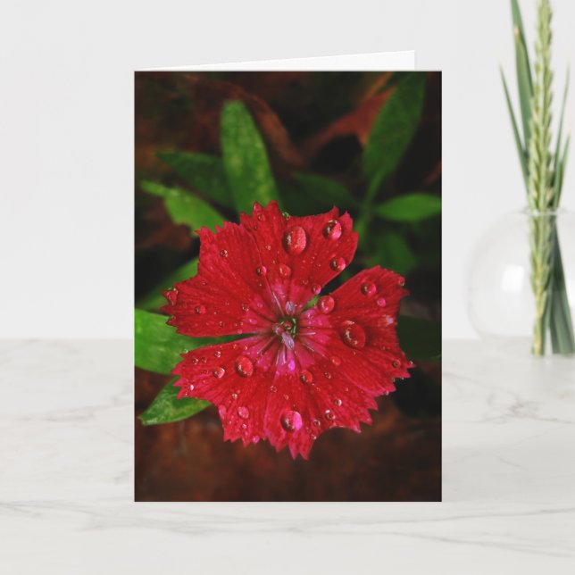 Red Dianthus With Raindrops Thank You Card (Front)