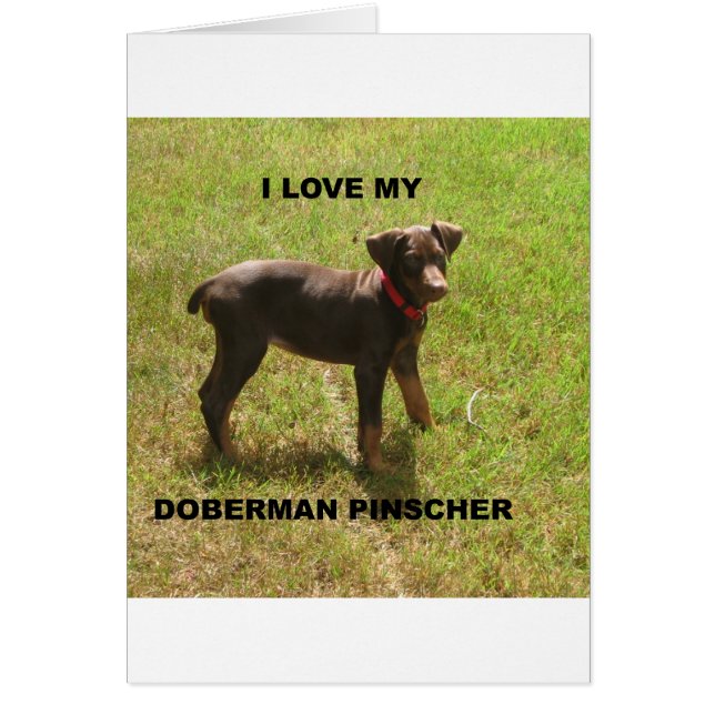 Red_doberman_love w pic (Front)