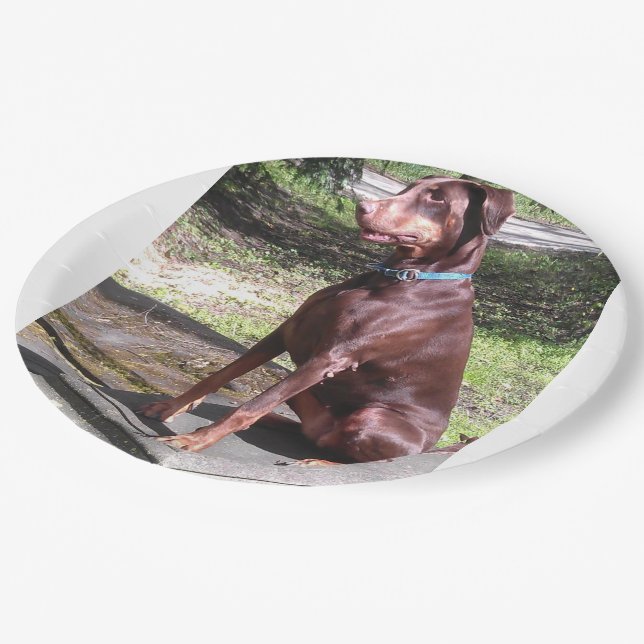 red doberman paper plate (Angled)
