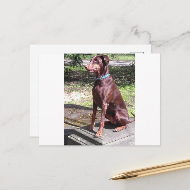 red doberman postcard (Front/Back In Situ)
