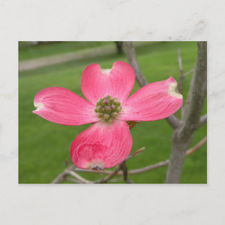 Red Dogwood Postcard