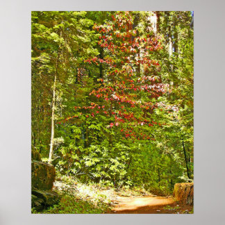 Red Dogwood Poster