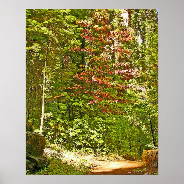 Red Dogwood Poster (Front)