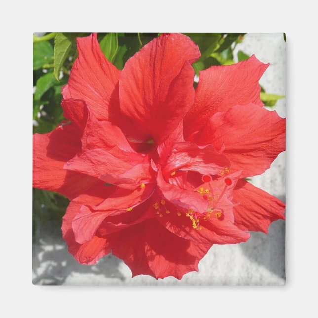 Red Double Hibiscus Flower Magnet (Front)