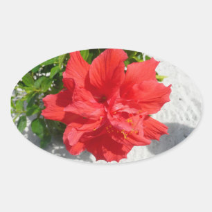 Red Double Hibiscus Flower Oval Sticker
