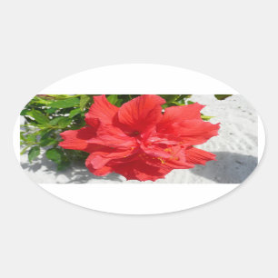 Red Double Hibiscus Flower Oval Sticker