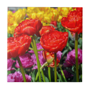 Red double tulips tile