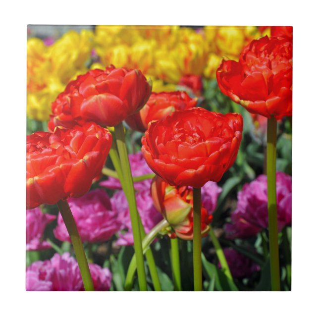 Red double tulips tile (Front)