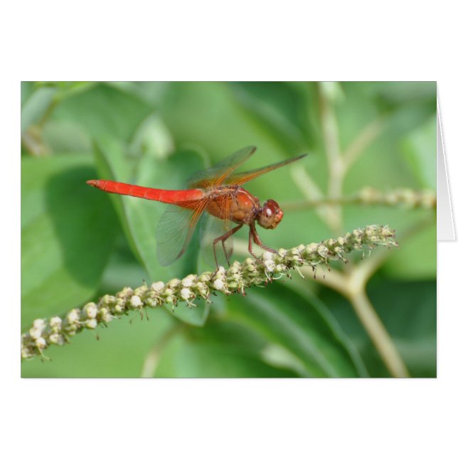 Red Dragonfly (Front Horizontal)