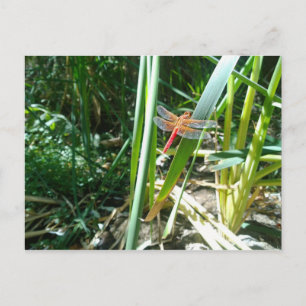 Red Dragonfly Clinging on a Leaf Postcard