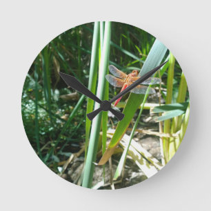 Red Dragonfly Clinging on a Leaf Round Clock