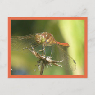 Red Dragonfly Close Up DIY Postcard
