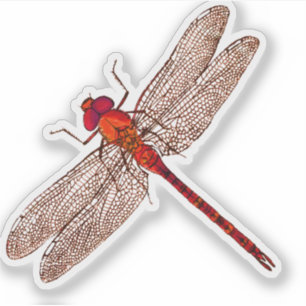 Red Dragonfly Contour