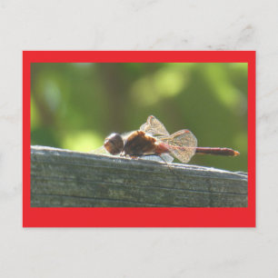 Red Dragonfly in the Sun DIY Postcard
