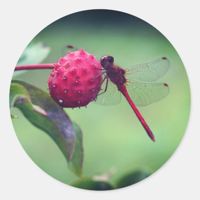 Red Dragonfly Nature  Classic Round Sticker (Front)