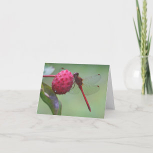 Red Dragonfly Nature Photography Note Card