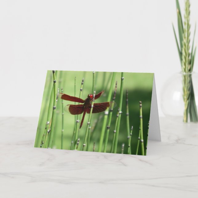 Red Dragonfly Note Card (Front)