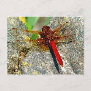 Red DragonFly or DamselFly Insect Photo Postcard