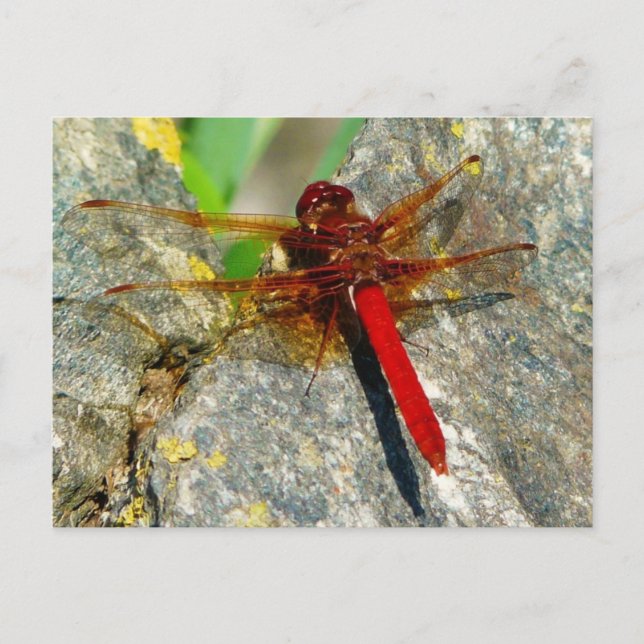 Red DragonFly or DamselFly Insect Photo Postcard (Front)