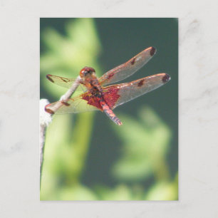 Red Dragonfly Postcard