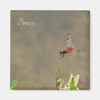 Red dragonfly resting on a straw