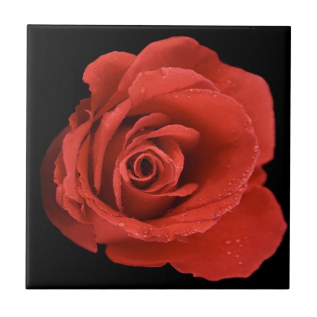 Red Drama Rose Tile (Front)