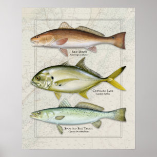 Red Drum, Crevalle Jack, Sea Trout Trio Poster