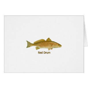 Red Drum (titled)