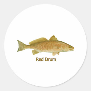 Red Drum (titled) Classic Round Sticker