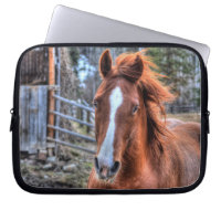 Red Dun Horse and Barn 2 - Equine Photo Portrait