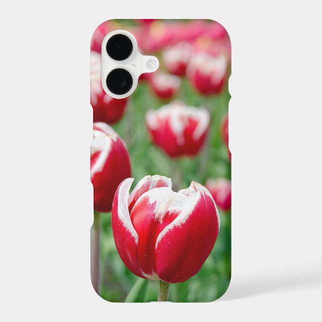 Red Dutch Tulip Garden (Back)