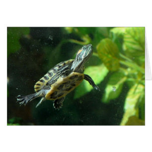 Red-Eared Slider - Frameable Art Card