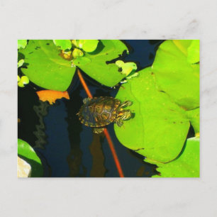 Red Eared Slider Postcard