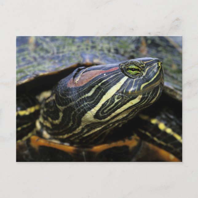 Red-eared Slider, Trachemys scripta elegans, 2 Postcard (Front)