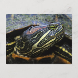 Red-eared Slider, Trachemys scripta elegans, 2 Postcard