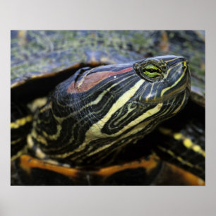 Red-eared Slider, Trachemys scripta elegans, 2 Poster