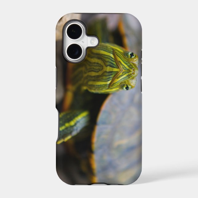 Red-eared Slider Turtle Head-on View (Back)