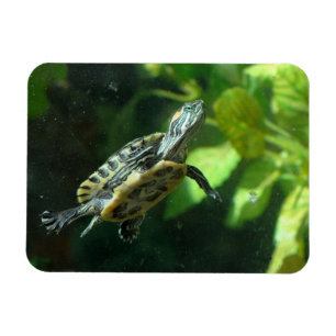 Red-Eared Slider Turtle Magnet