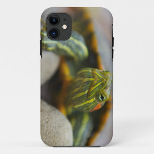 Red Eared Slider Turtle on River Rocks iPhone 11 Case