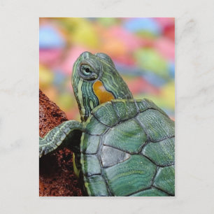 Red-eared slider turtle postcard