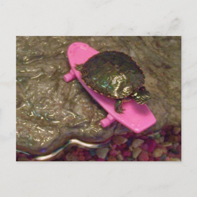 Red Eared Slider Turtle Riding Skateboard Postcard (Front)