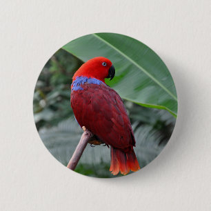 Red eclectic parrot 2 inch round button