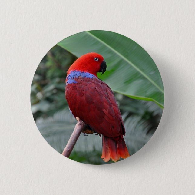 Red eclectic parrot 2 inch round button (Front)