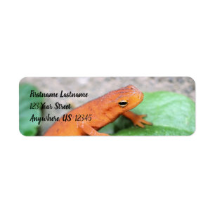 Red Eft Orange Salamander Nature #2 Adresse